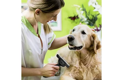 Wyczesująca szczotka – furminator