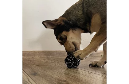 Duża zestaw zabawek dla psów - 10szt