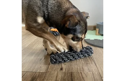 Duża zestaw zabawek dla psów - 10szt