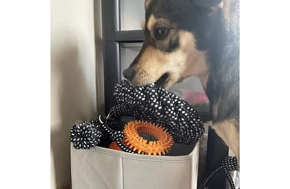 Duża zestaw zabawek dla psów - 10szt