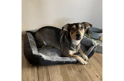 Legowisko dla psa i kota 60 × 45 cm