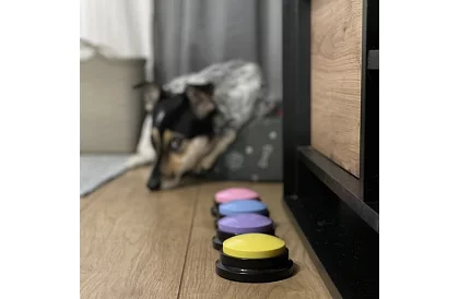 Przycisk do nagrywania mowy dla psa – trening komunikacyjny w domu