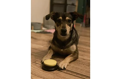 Przycisk do nagrywania mowy dla psa – trening komunikacyjny w domu