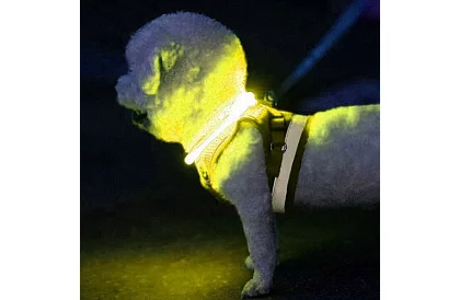 Świecąca obroża LED z ładowaniem USB i regulowaną długością