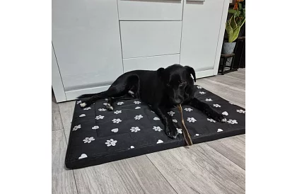 Wodoodporny legowisko dla psa - materac 100x70 cm