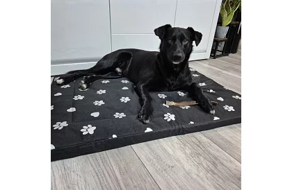 Wodoodporny legowisko dla psa - materac 100x70 cm