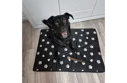 Wodoodporny legowisko dla psa - materac 100x70 cm