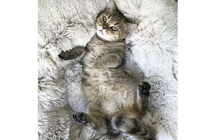 Luksusowe legowisko dla psów, kotów i królików - 60 cm