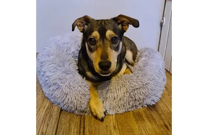 Luksusowe legowisko dla psów, kotów i królików - 60 cm