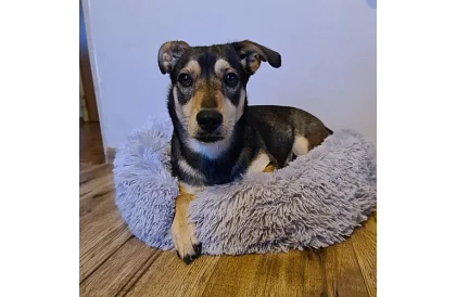 Luksusowe legowisko dla psów, kotów i królików - 60 cm