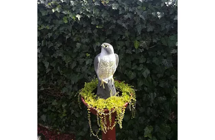 Strach ptaków – realistyczny sokół