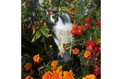 Strach ptaków – realistyczny sokół