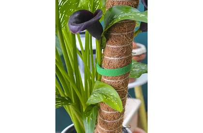 Taśma ogrodnicza na rzep – do mocowania roślin 500 cm