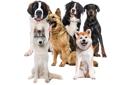 Podkład chłodzący żelowy czarny - 110 x 70 cm