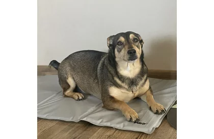 Podkład chłodzący żelowy - 90 x 50 cm