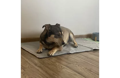 Podkład chłodzący żelowy - 90 x 50 cm