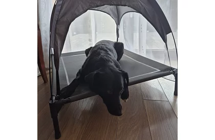 Wzniesiona kryta budka dla psów