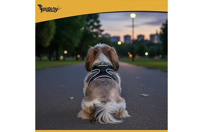 Bezpłatny uprząż dla psów i kotów z smyczą – Rozmiar M