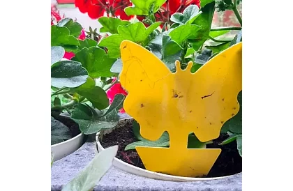 Lapače na hmyz Repest – 12 sztuk