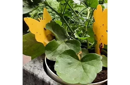 Lapače na hmyz Repest – 12 sztuk