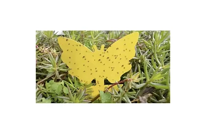 Lapače na hmyz Repest – 12 sztuk