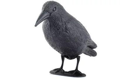 Wieszaczka odstraszająca – kruk