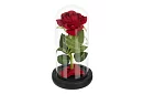 Wieczna róża w szkle z oświetleniem LED