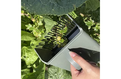 Grzebień do jagód – ręczny zbieracz owoców