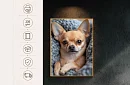 Przytulny towarzysz - obraz - Urocza chihuahua w miękkim legowisku 17