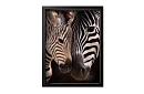 Bliskość natury - obraz - Zebra z młodym w detalu 55
