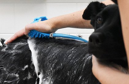 Prysznic do masażu dłoni dla psów, kotów i innych zwierząt