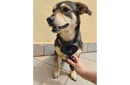 Samooczyszczająca szczotka do sierści