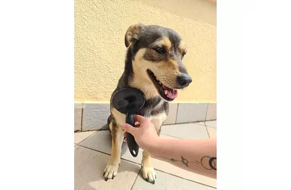 Samooczyszczająca szczotka do sierści