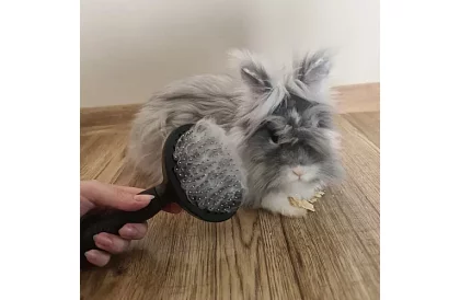 Samooczyszczająca szczotka do sierści