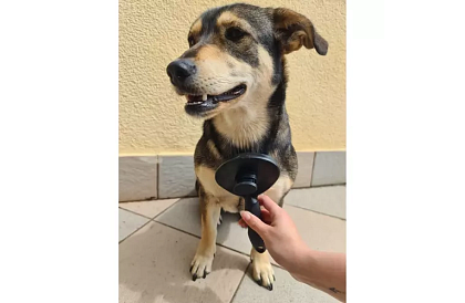 Samooczyszczająca szczotka do sierści