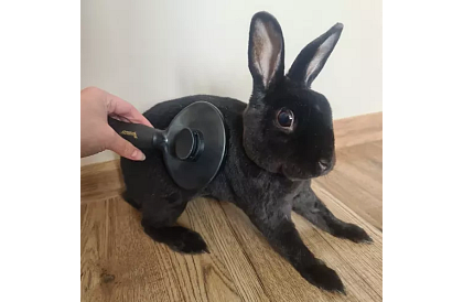 Samooczyszczająca szczotka do sierści