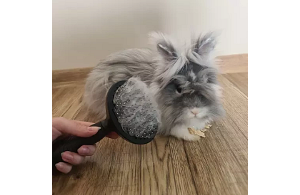 Samooczyszczająca szczotka do sierści