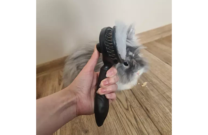 Samooczyszczająca szczotka do sierści