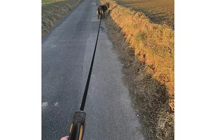 Automatyczna smycz Flexi do 15 kg – 5 m