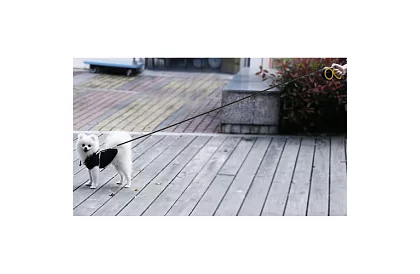 Automatyczna smycz Flexi do 15 kg – 5 m