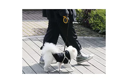 Automatyczna smycz Flexi do 15 kg – 5 m