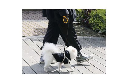 Automatyczna smycz Flexi do 15 kg – 5 m