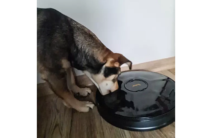 Automatyczny dozownik karmy z timerem