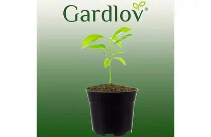 Doniczkowy kwietnik ogrodowy 16 cm – 500 sztuk