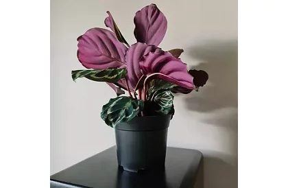 Doniczkowy kwietnik ogrodowy 16 cm – 500 sztuk