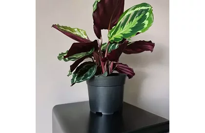 Doniczkowy kwietnik ogrodowy 16 cm – 500 sztuk