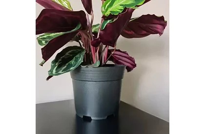 Doniczkowy kwietnik ogrodowy 16 cm – 500 sztuk