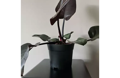 Doniczkowy kwietnik ogrodowy 16 cm – 500 sztuk