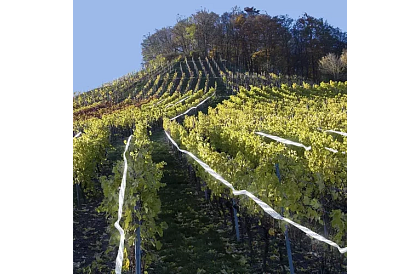 Holograficzna taśma do odstraszania ptaków - 80 metrów