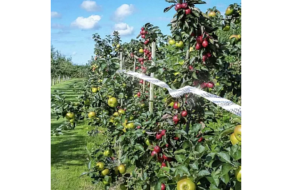 Holograficzna taśma do odstraszania ptaków - 80 metrów